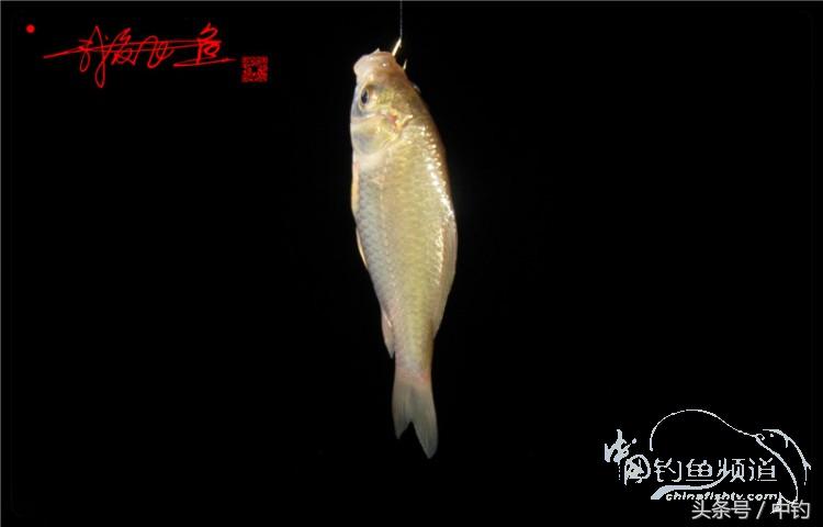 蝙蝠老是来屋里怎么赶走,蝙蝠来屋里怎么办