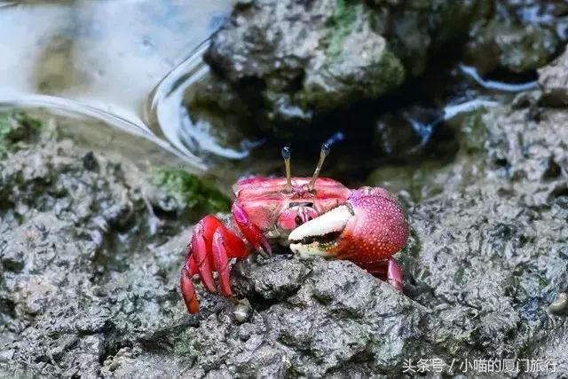 为漳州云霄美食打call,云霄食百味
