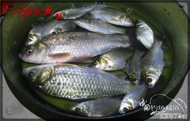 蝙蝠老是来屋里怎么赶走,蝙蝠来屋里怎么办