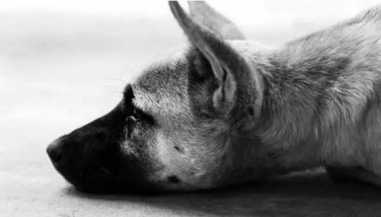 狗狗体外驱虫导致拉稀便血,狗狗如果拉稀了怎么办