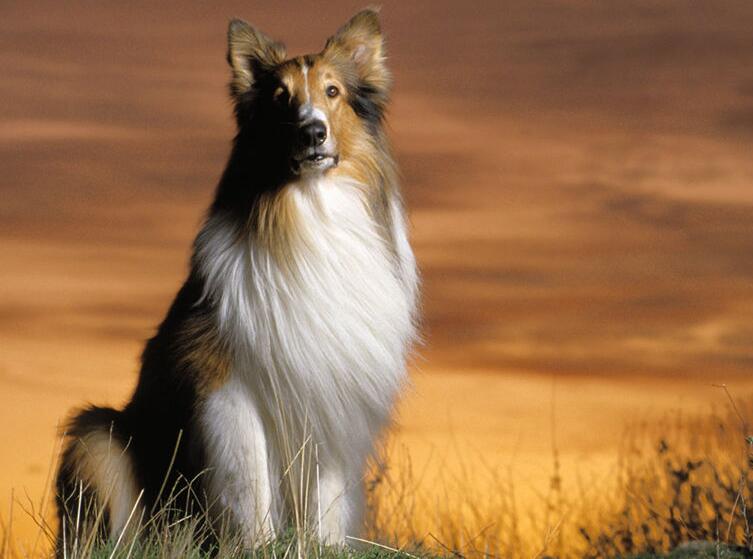 犬类百科德国牧羊犬,犬种百科之安纳托利亚牧羊犬