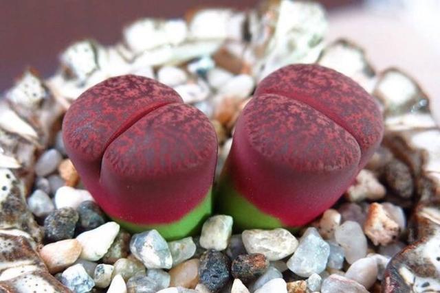 生石花怎么养才会开花快一点,多肉生石花介绍怎么养护会开花