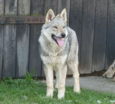 罗威纳犬和捷克狼犬哪种好,世界上最昂贵的狗品种