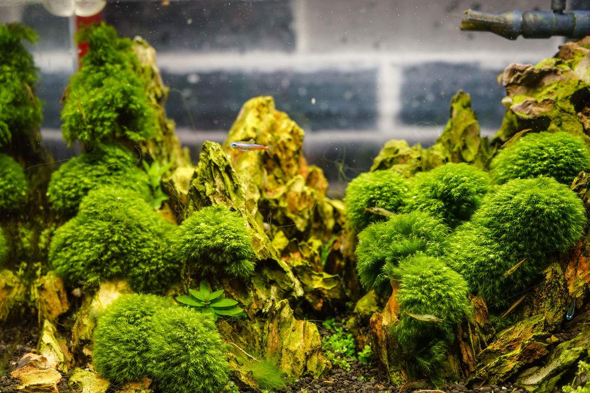 草缸造景中景草怎样选,草缸水草造景教学视频