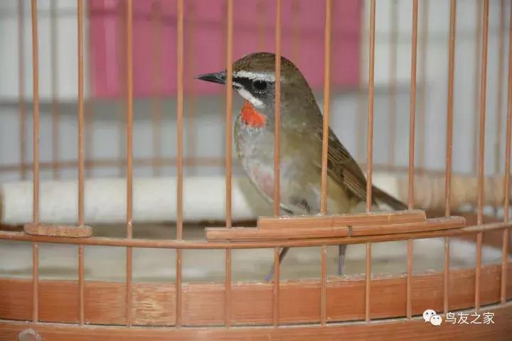 闲聊养鱼技巧大全,闲聊冬季野钓