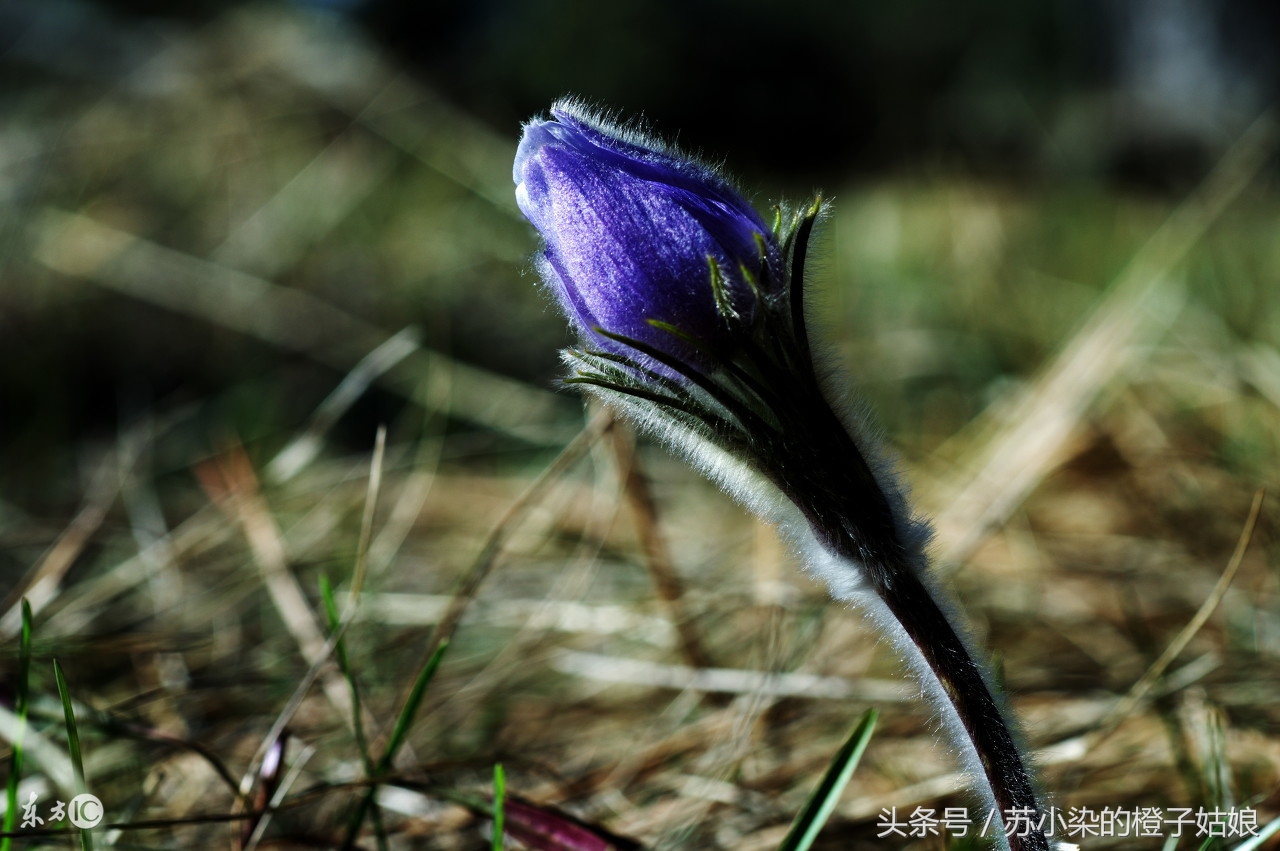 花弄影写的小说,苏小柒作品