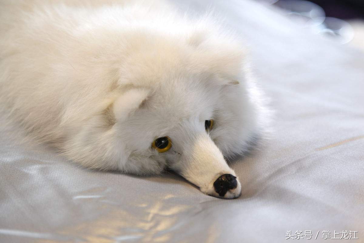 村妇救助八路军伤员,村妇好心救助受伤鬼子