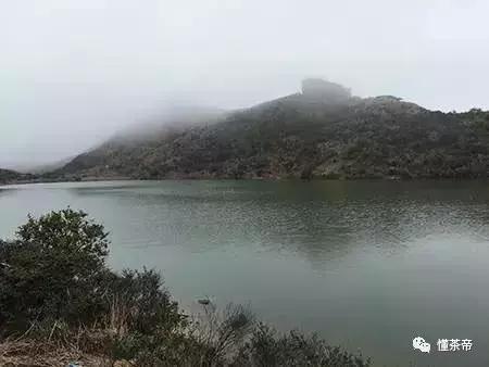 凤凰单丛为什么这么香,凤凰单丛真的有那么香吗