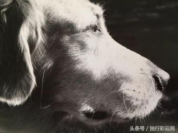 这只金毛治愈了她的抑郁症