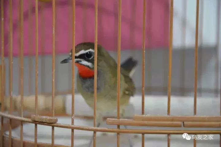 蓝点颏冬季,靛颏冬季饲养管理