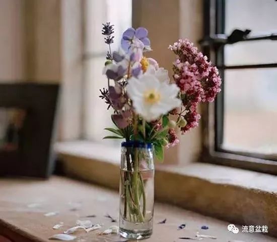 塑料瓶扦插什么花最好,花的瓶插方法