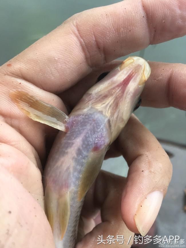 奔横县只为巴西雕，遇降温无奈成掐鲤