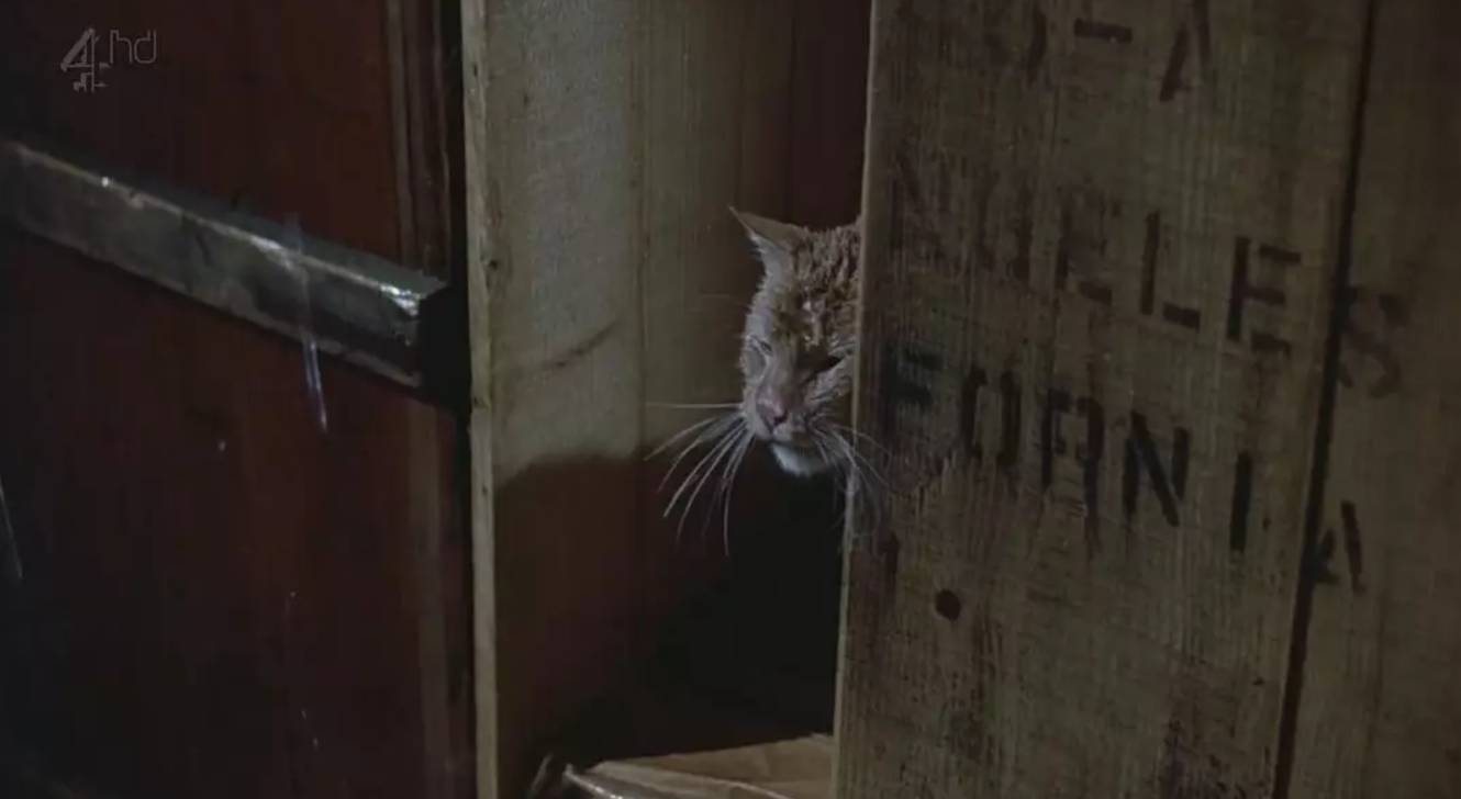 买不起的毛线球,8万7的tiffany毛线球