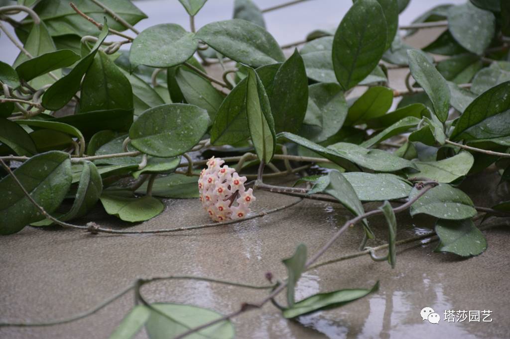 养球兰的小诀窍,怎样才能让球兰爆根