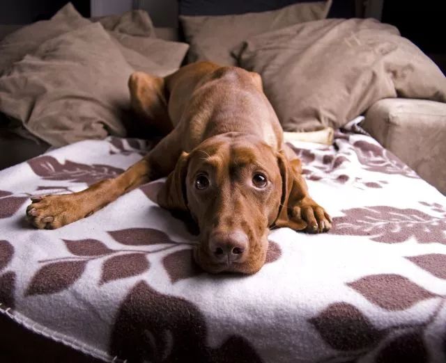 汪星人“大姨妈”来了怎么办?