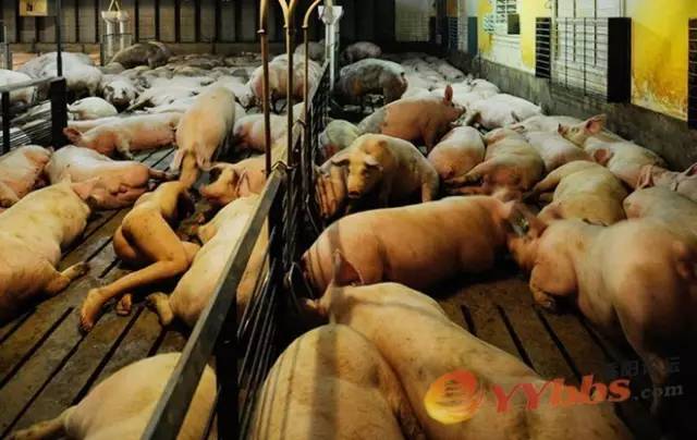 这是艺术？|美院学生让花坛“长”娃娃寓意破土而生？多少人的审美观崩塌了