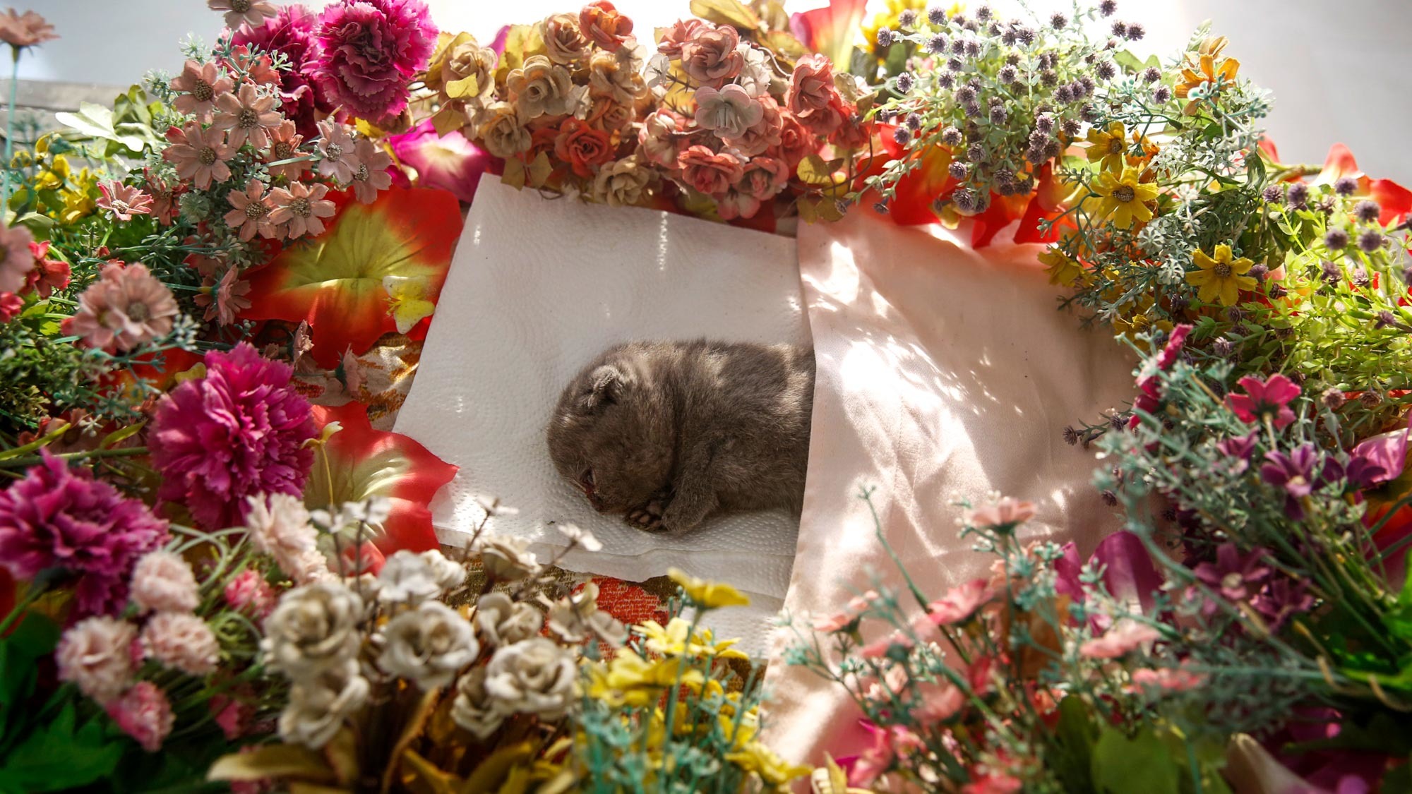 你会花1000元给宠物做殡葬吗,给宠物办葬礼你怎么看