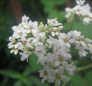 苦荞提取芦丁的工艺流程图,苦荞黄酮提取设备