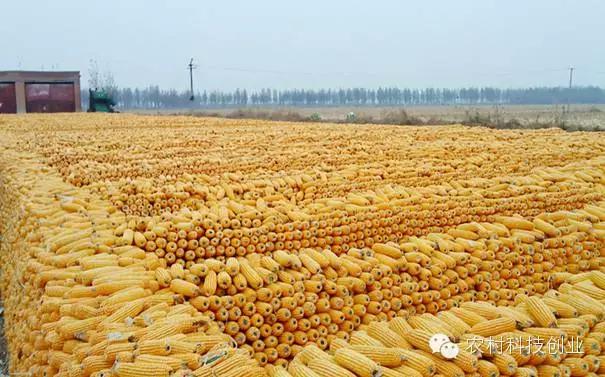 农村新商机小本创业,适合农村创业的小本点子