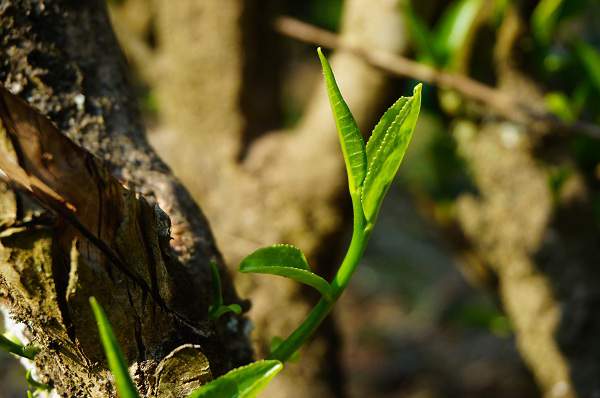 普洱茶熟茶制作流程图,做普洱茶如何入门