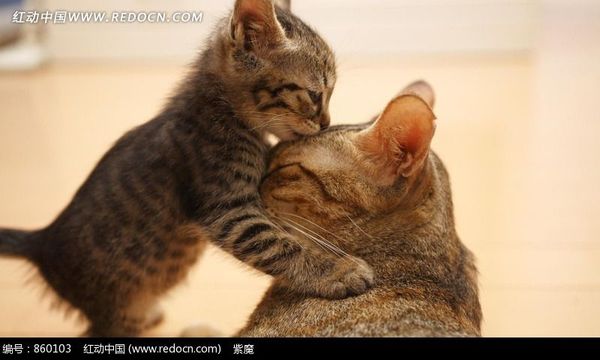 刚买的幼猫拉稀怎么治疗,刚买的幼猫吃新粮拉肚子怎么办