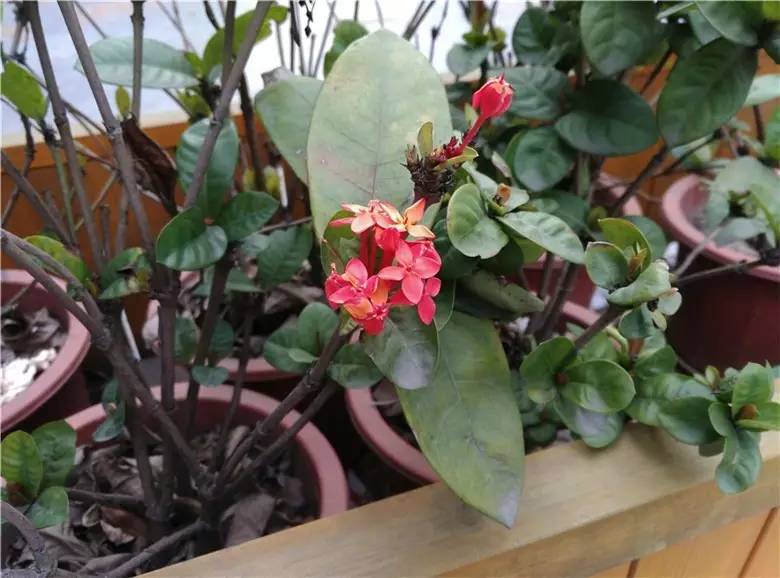 酷派锋尚n5评测,酷派锋尚max隐藏功能