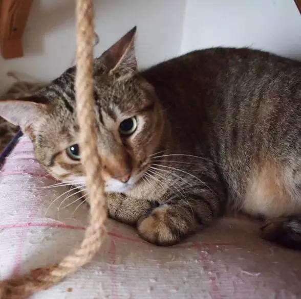 上海领养代替购买,上海领养孩子有补贴吗