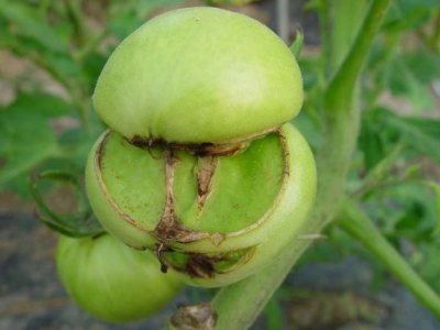 种植的番茄畸形果多缺什么元素,番茄果长畸形什么原因