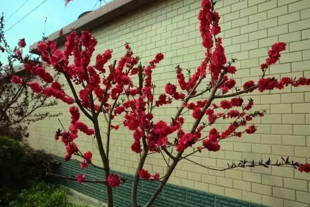 临淄:特色小镇的春天——金岭敬仲朱台齐陵