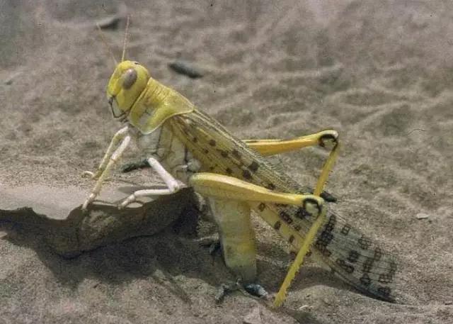 什么昆虫六条腿两个牙齿,什么是昆虫昆虫的定义是什么