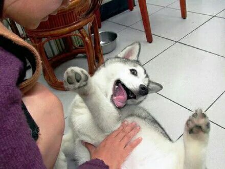 挠痒痒真是爽翻了！动物最爱挠痒痒~~