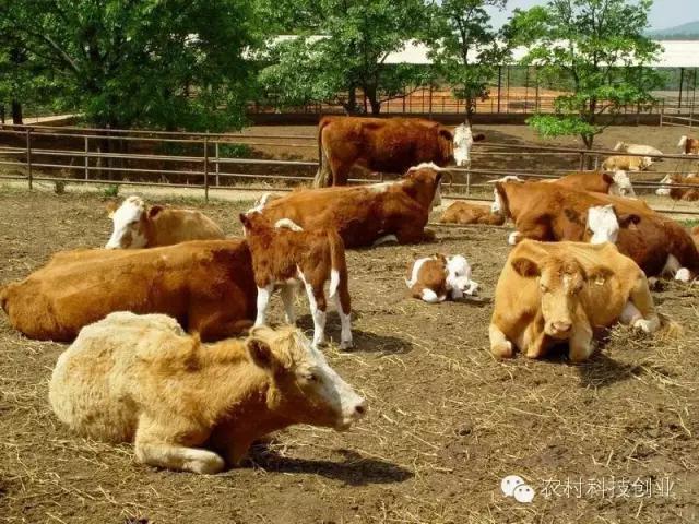 农村新商机小本创业,适合农村创业的小本点子