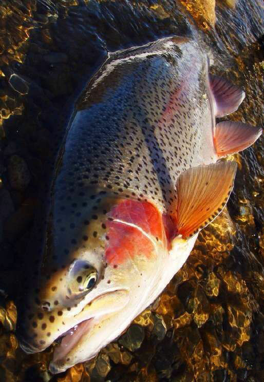 那些不认识的海鲜小干货,超级干货2022