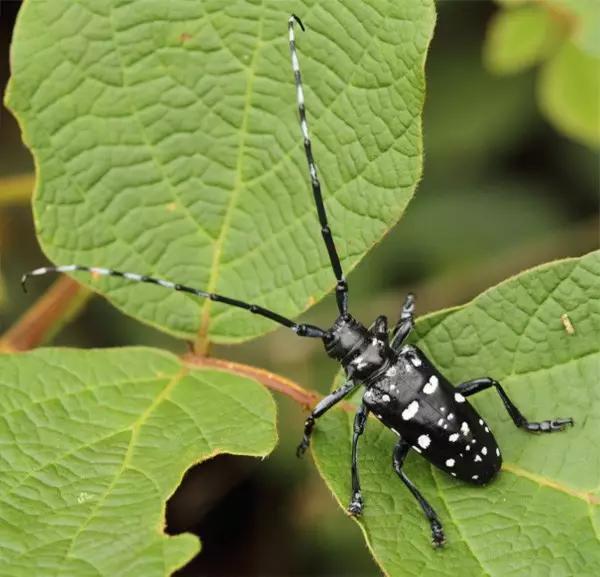 哪些昆虫有三对足两对翅一对触角,什么昆虫是三对足两对翅一对触角