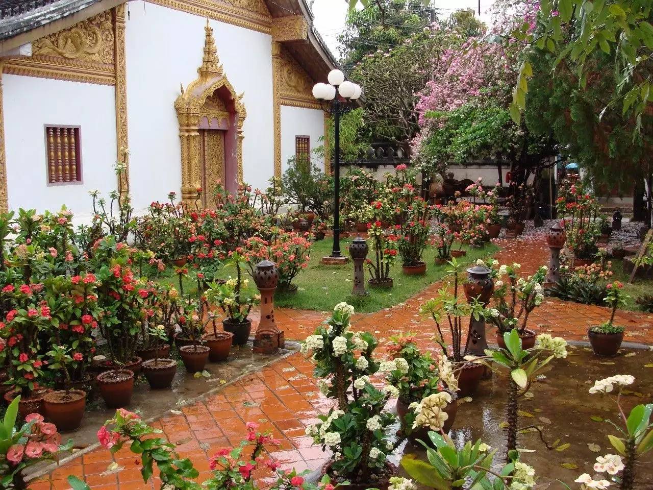 过去时116|神奇的迷幻蘑菇