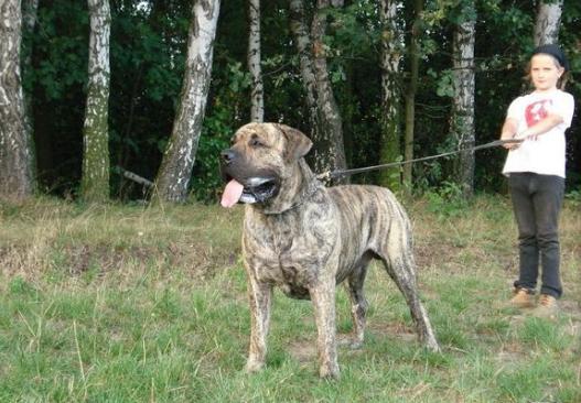 如何正确预防被恶犬攻击,被猛犬攻击的10个方法