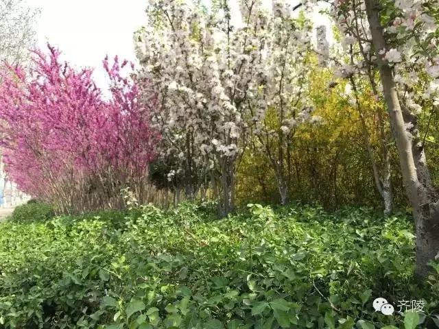 临淄:特色小镇的春天——金岭敬仲朱台齐陵