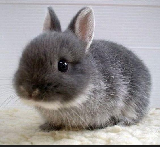 宠物兔子要控制食量吗,宠物兔子会冷吗怎么养