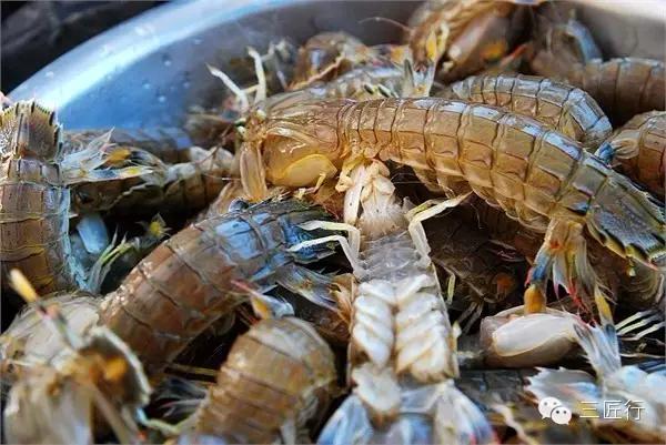 怎么挑皮皮虾视频,怎么挑皮皮虾带蛋