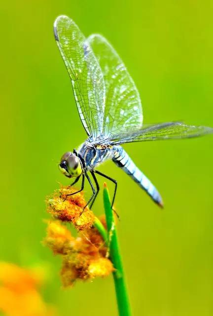 哪些昆虫有三对足两对翅一对触角,什么昆虫是三对足两对翅一对触角