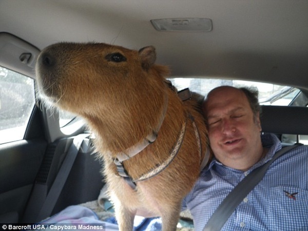 人见人爱车见车载花见花开,人见人爱花见花开车见车英文