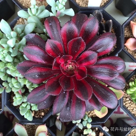 黑法师开花后怎么处理,黑法师花怎么养