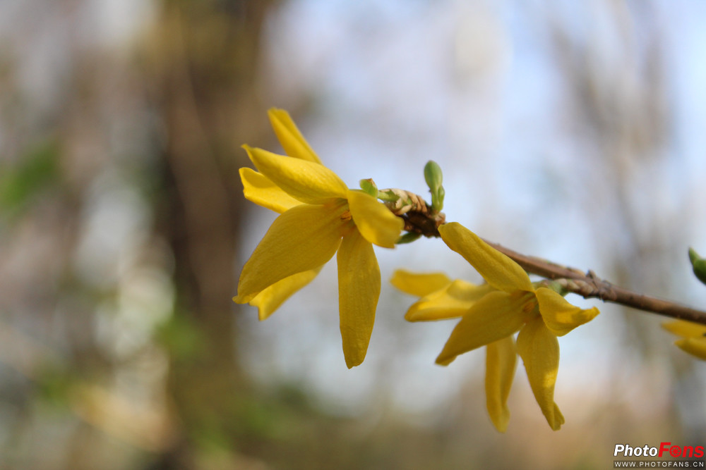 佳能eos1dxmarkiii,最适合新手的入门级单反佳能1300d