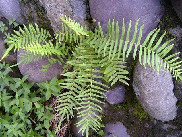 农村野草像蜈蚣,长得像蜈蚣的野草