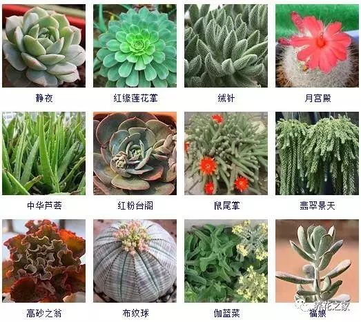 八种常见的多肉植物,215个多肉植物样子