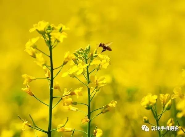 有手就会拍的构图技巧,向心式构图作品怎样拍