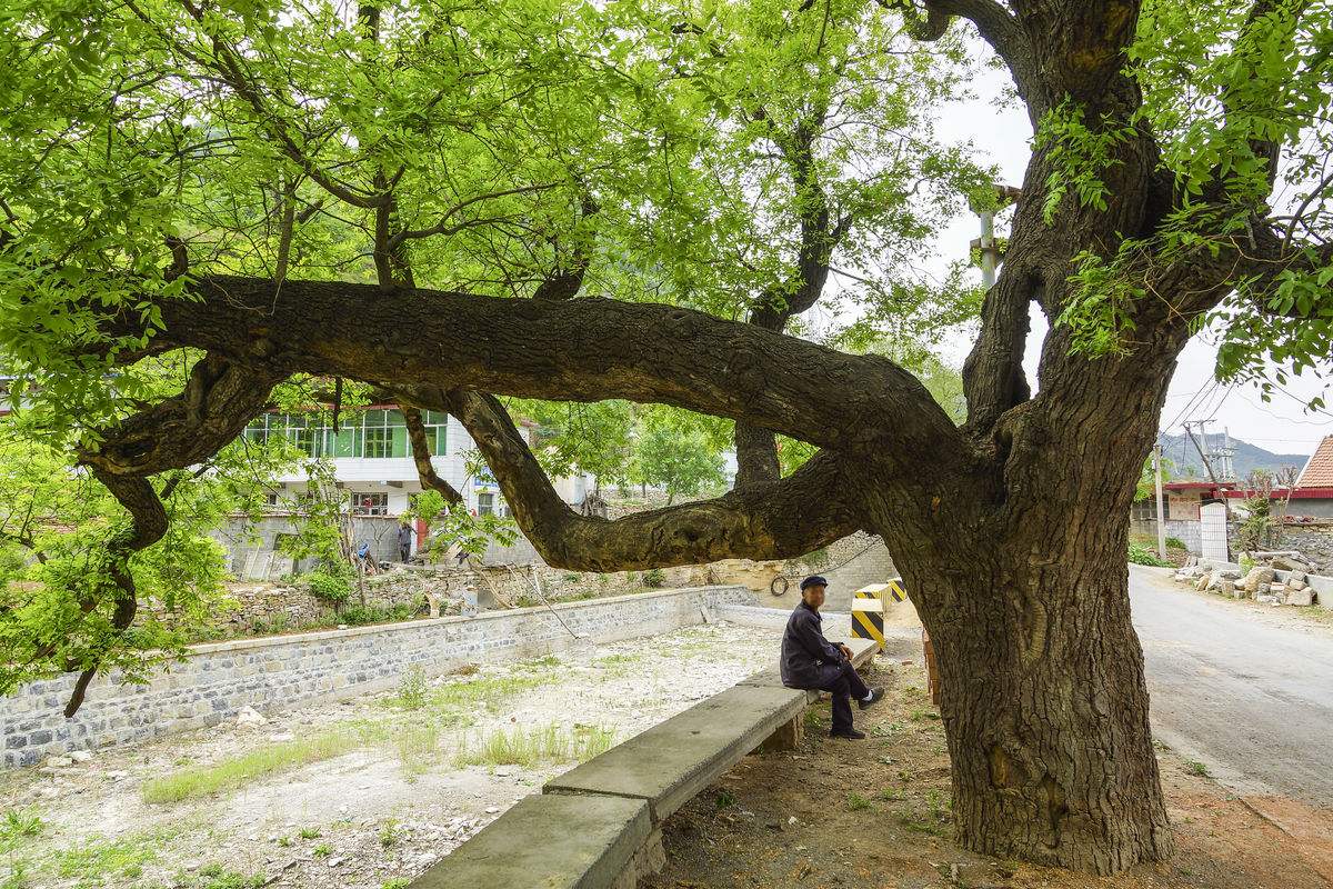 国槐蠹虫防治,国槐虫害最佳防治方法