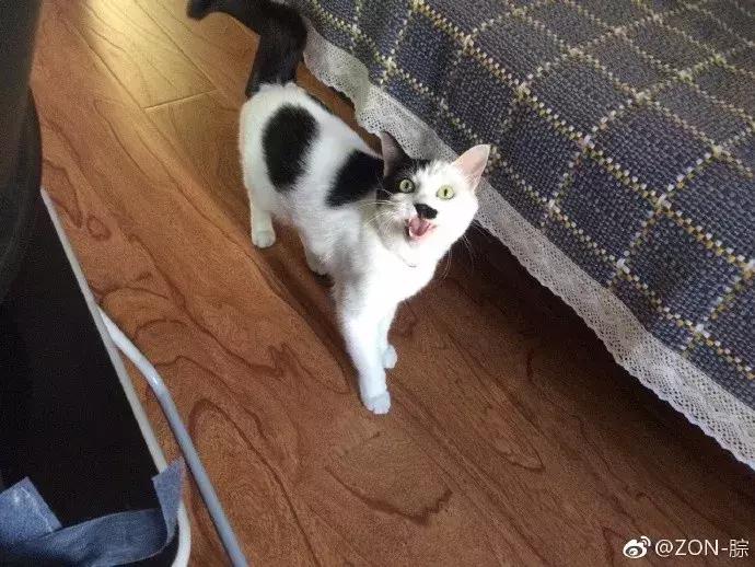 网友家的猫坐键盘上，偶然竟打出这几个字，可以说，细思极恐了！