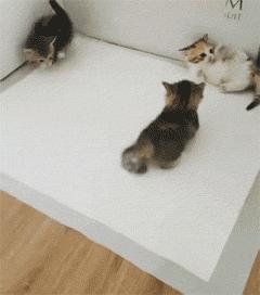 网友家的猫坐键盘上，偶然竟打出这几个字，可以说，细思极恐了！