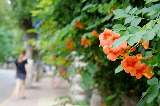 暴走天津,暴走天津老租界